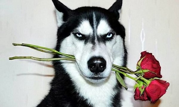 Собака с цветком в зубах