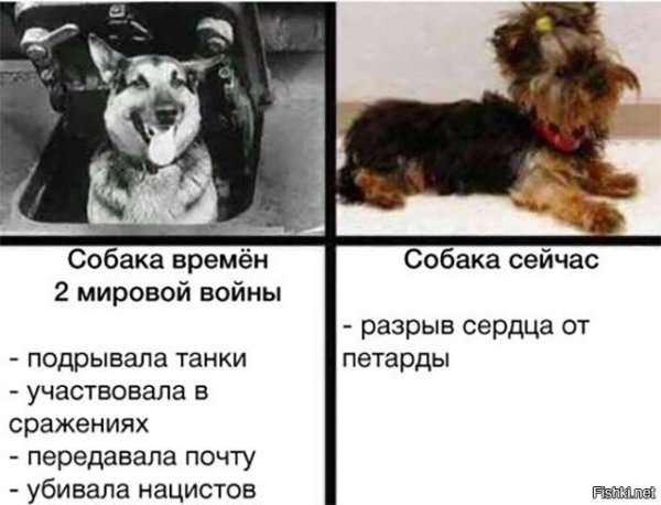 Спюобака сейчас и раньше