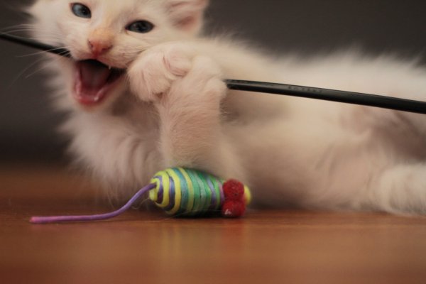 Кот и провода