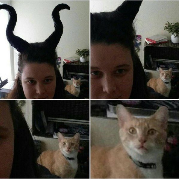 Реакции котов