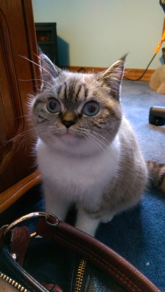 Упоротые коты