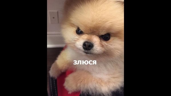 Померанский шпиц злится