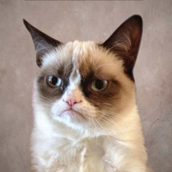 Недоумевающий кот