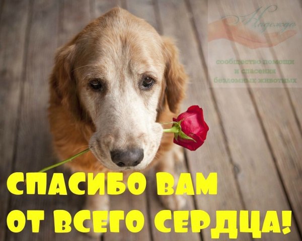 Благодарные животные