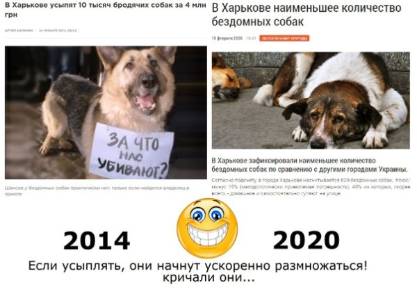 Зоошиза бездомные собаки