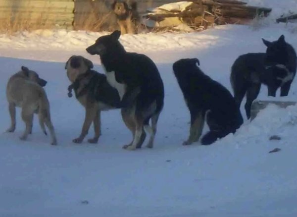 Обмен на стаю собак