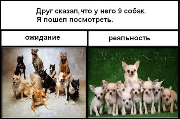 Породистые собаки ожидание реальность
