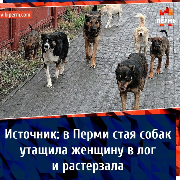 Стая собак