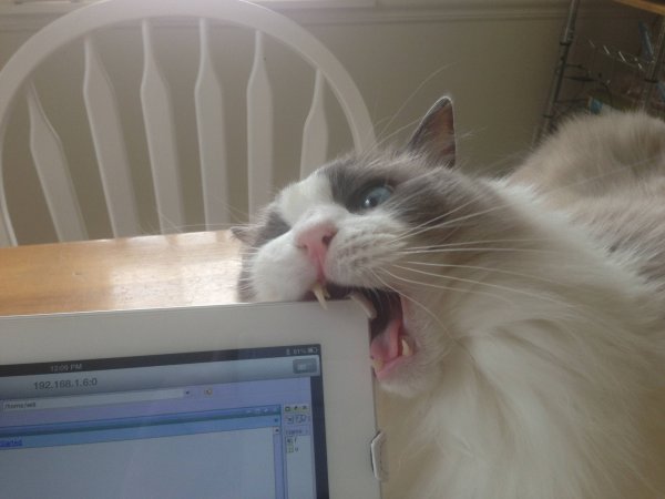 Котик грызет