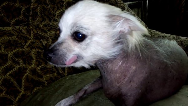 Лысая собака показывает язык