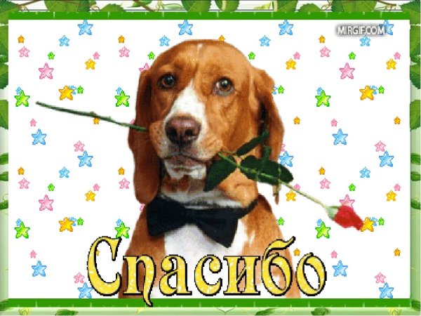 Спасибо с собачкой
