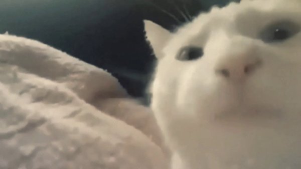 Кот флексит