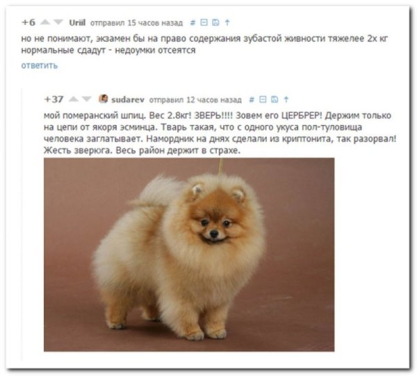 Шпиц приколы