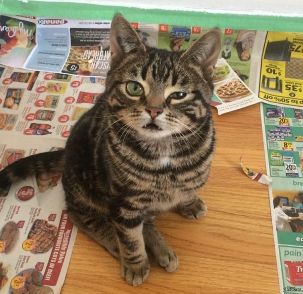 Кот в замешательстве