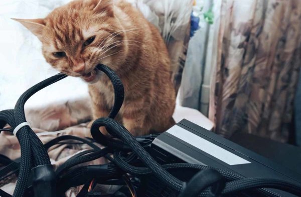 Кошка перегрызла провод