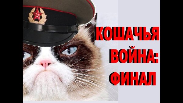 Военные коты