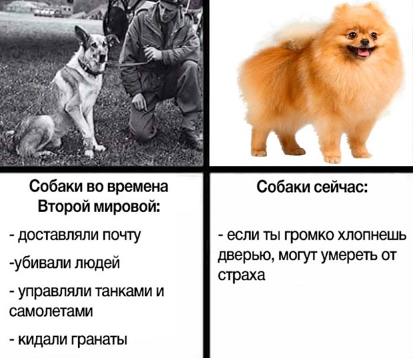 Мем собаки раньше