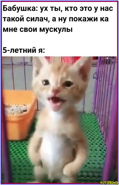 Кот стоит на задних лапах Мем