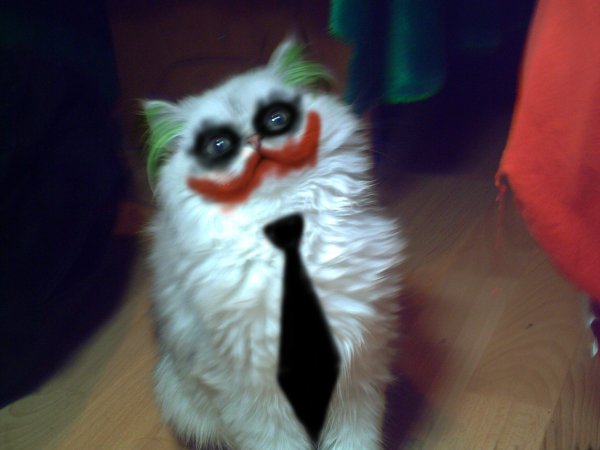 Кошка Джокер