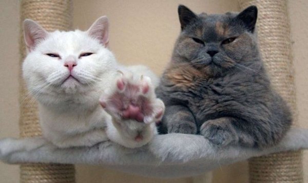 Говорящие коты