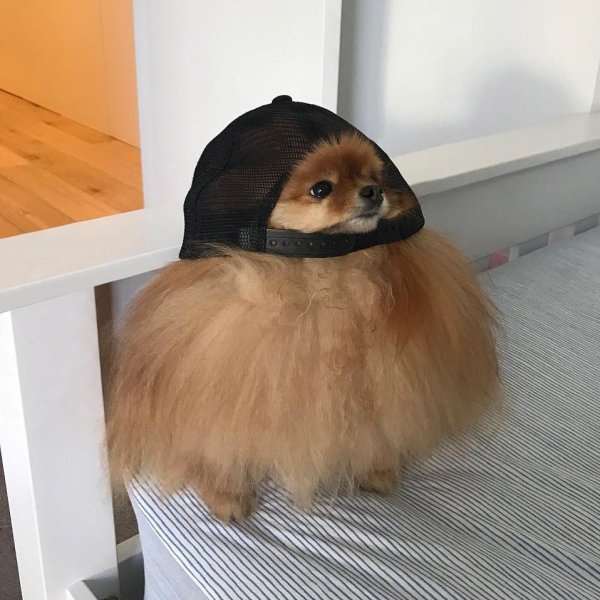 Шпиц померанский нестриженный