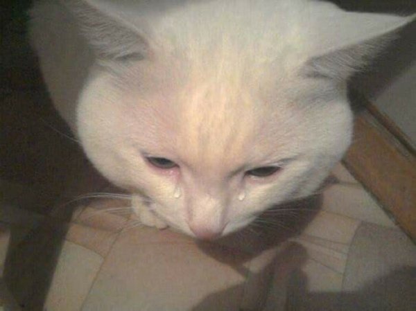 Плачущий кот Мем