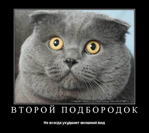 Кот демотиватор