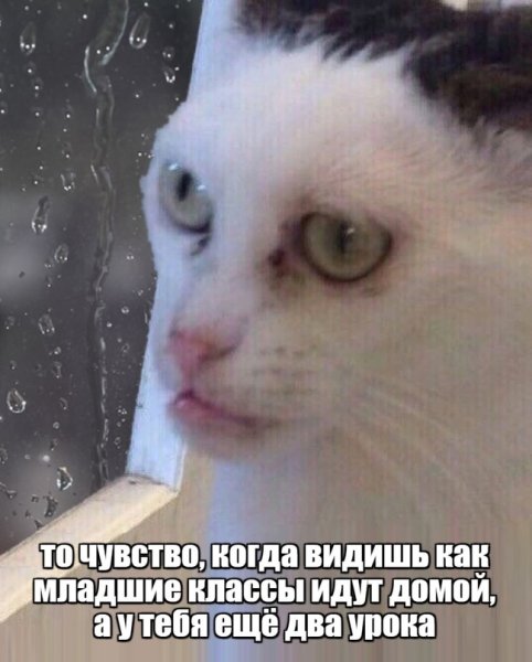 Мемы с котиками