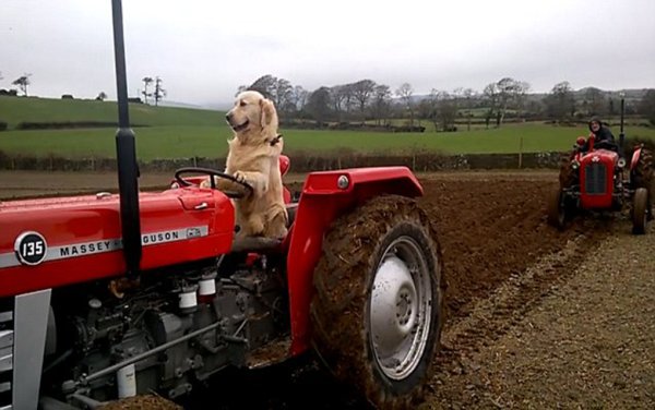 Massey Ferguson тракторист