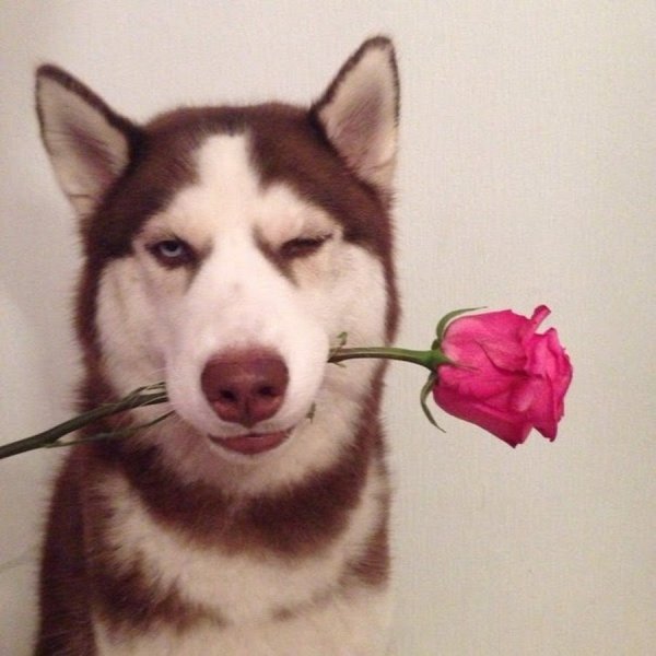 Собака с розой в зубах