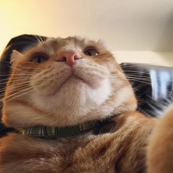 Кот со вторым подбородком