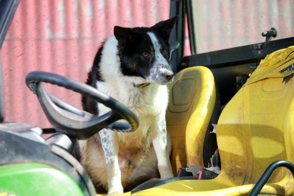 Собака за рулем трактора