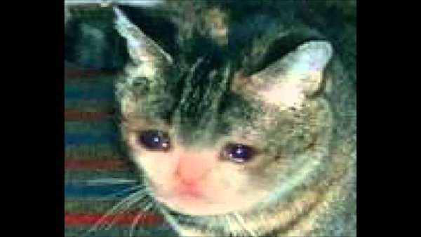 Плачущий кот с лапой