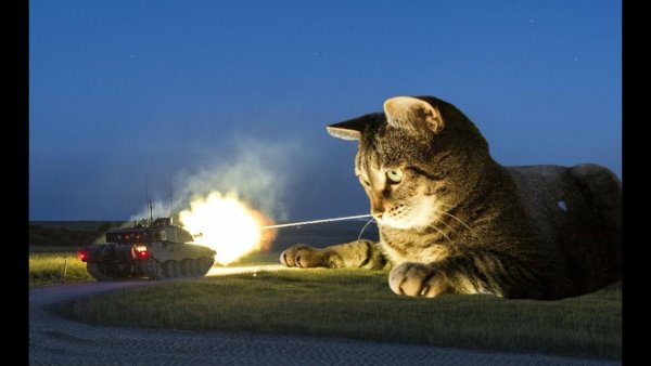 Боевая кошка