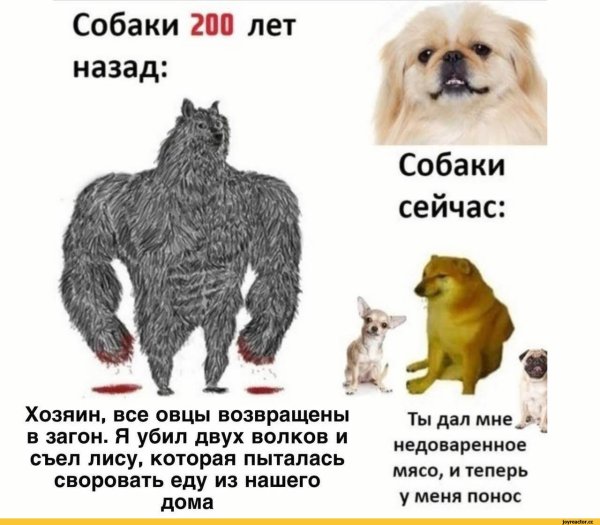 Собака 200 лет назад и сейчас Мем
