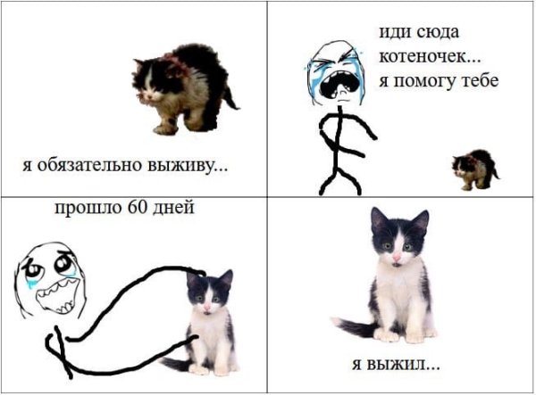 Он не выжил Мем котенок