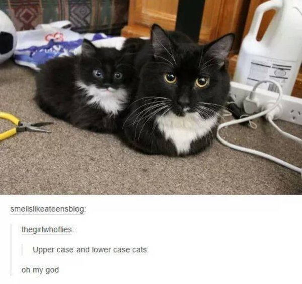 Кот поменьше плоскогубцы