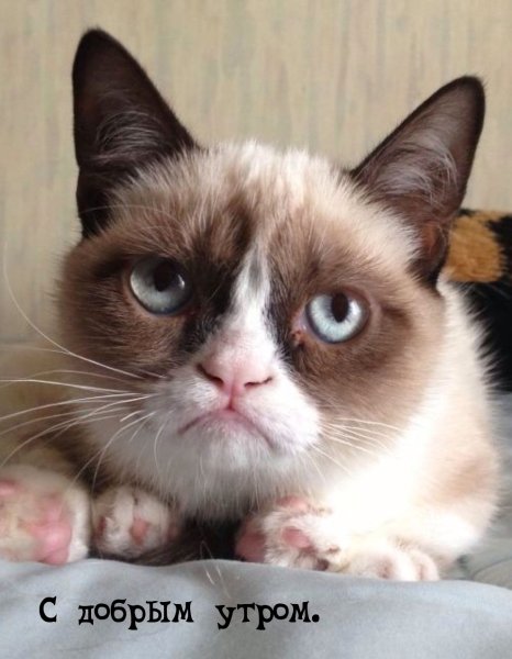 Угрюмый кот Тард