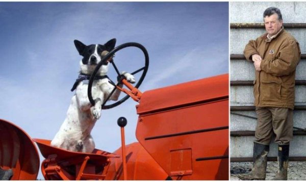 Собака на тракторе