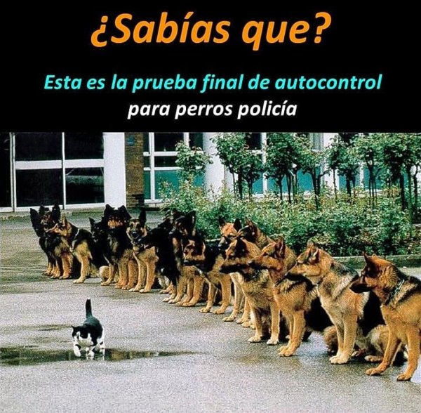 Стая немецких овчарок