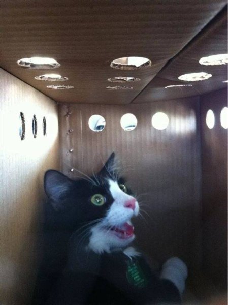 Кот Шредингера мемы