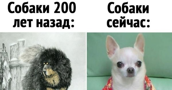 Собака 200 лет назад и сейчас прикол