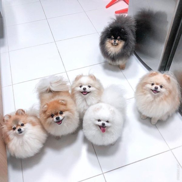 Померанский шпиц тефтелька