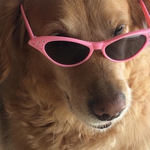 Милые животные в очках