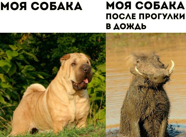 Прикольные надписи про собак