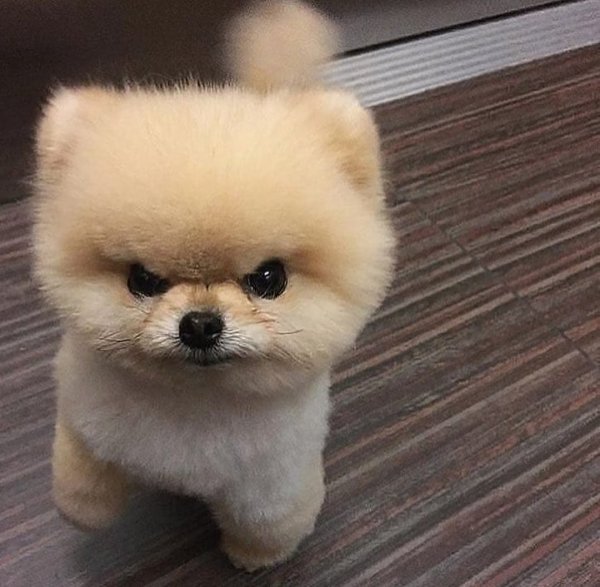 Померанский шпиц 6