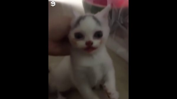 Котик Джокер Мем