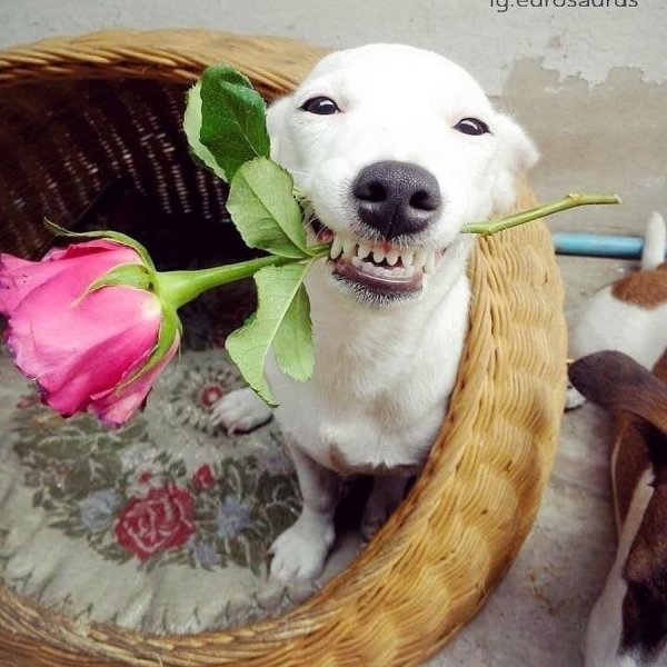 Собака с цветком в зубах