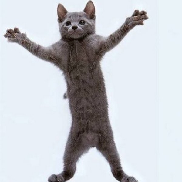 Кот танцует