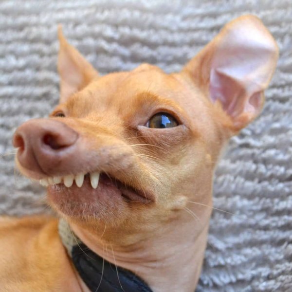 Шишколобый Гнидодав порода собак